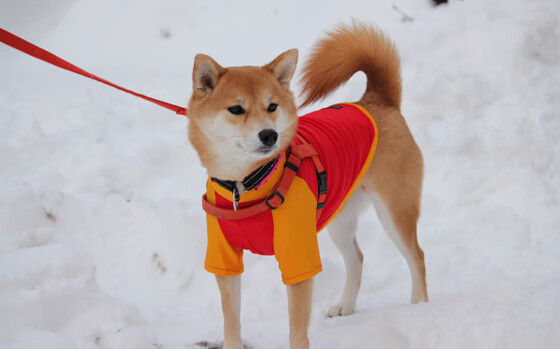 开云电竞app-基：全黑队的“中流砥柱”，在防守和进攻端都能稳定发挥